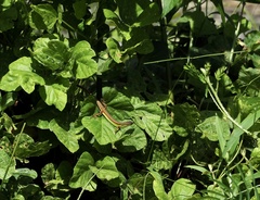 Takydromus sexlineatus