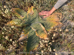 Brunsvigia orientalis