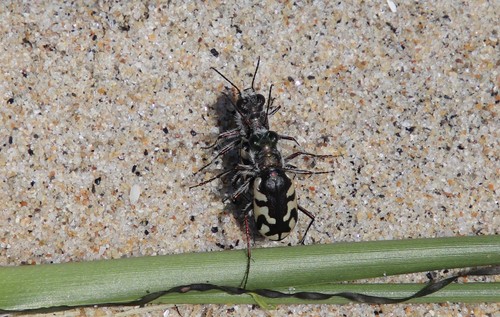 Western Beach Tiger Beetle photo 3