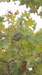 Columba palumbus