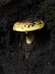 Amanita xanthocephala