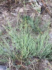 Salicornia