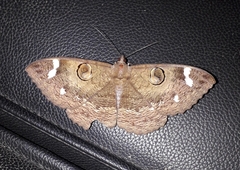 Erebus hieroglyphica