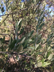 Olea europaea