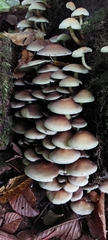 Fungi