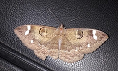 Erebus hieroglyphica