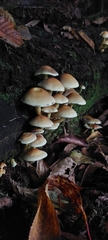 Fungi