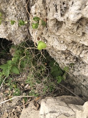 Cardiospermum halicacabum