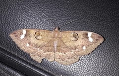 Erebus hieroglyphica