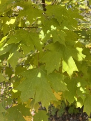 Acer floridanum