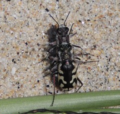 Cicindela latesignata