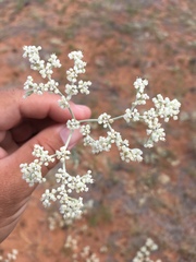 Eriogonum annuum