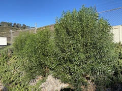 Myoporum acuminatum