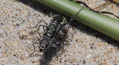 Cicindela latesignata