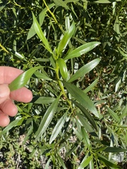 Myoporum acuminatum