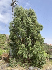 Eucalyptus camaldulensis image