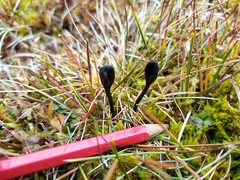 Trichoglossum