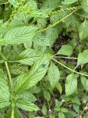 Condylostylus mundus