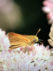 Polites themistocles