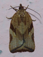 Argyrotaenia