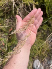 Eragrostis curvula