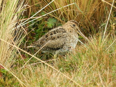 Gallinago nobilis