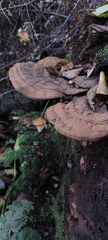 Ganoderma applanatum