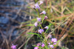 Liatris virgata
