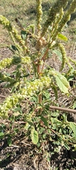 Amaranthus hybridus