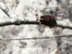 Blaberidae