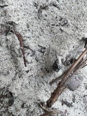 Pheidole obscurithorax