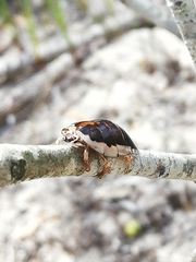Blaberidae