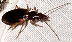 Cymindis limbata