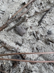 Pheidole obscurithorax