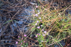 Liatris virgata