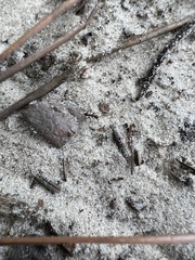 Pheidole obscurithorax