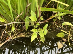 Scutellaria lateriflora