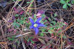 Gentiana autumnalis