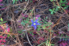Gentiana autumnalis