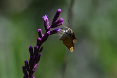 Hesperia meskei straton