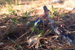 Gentiana autumnalis