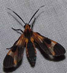 Arctiinae