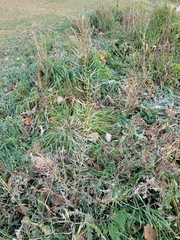 Erysimum cheiranthoides