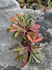 Sibbaldiopsis tridentata