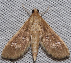 Crambidae