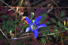 Gentiana autumnalis