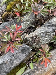 Sibbaldiopsis tridentata