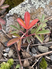 Sibbaldiopsis tridentata