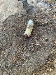 Popillia japonica