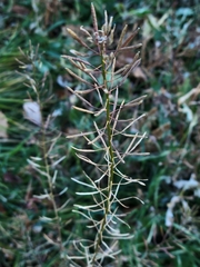 Erysimum cheiranthoides